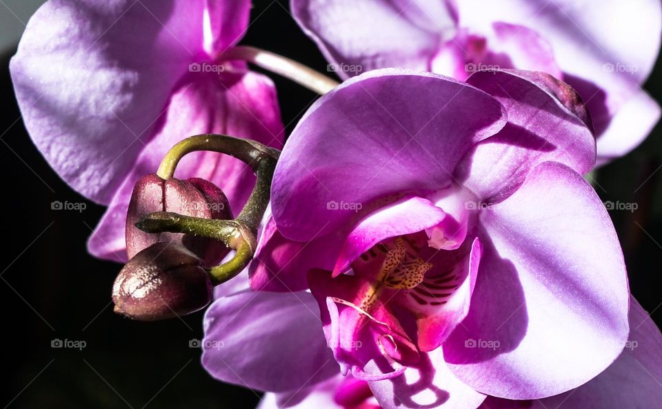 The beauty of Orchid