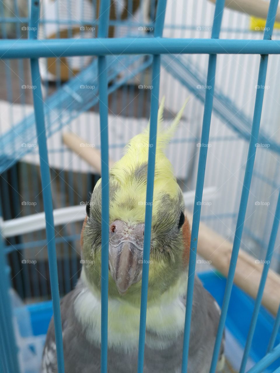 Parrot in a cage