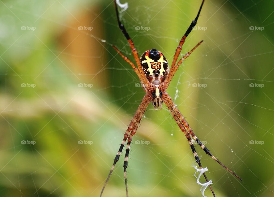 Medium size web spider at the nest. Garden yard site of its. Colour of orange young build for the corner.