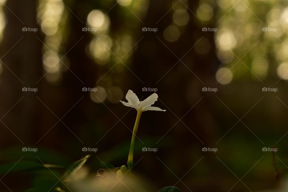 single  jasmine flower in dark background