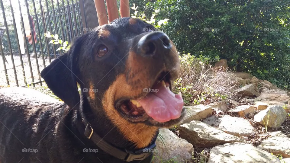 rottie love