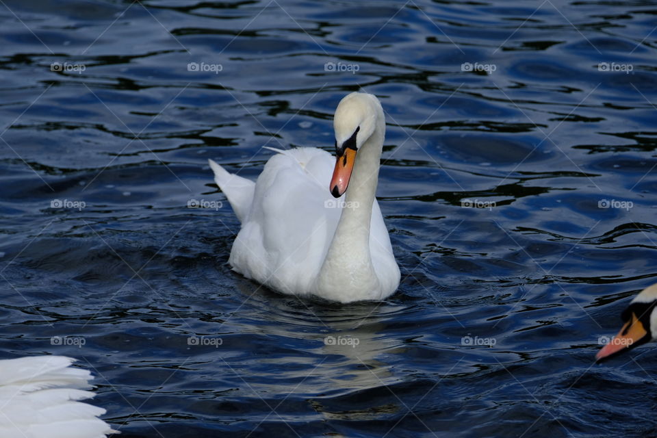 Bird, Swan, Water, Lake, Wildlife