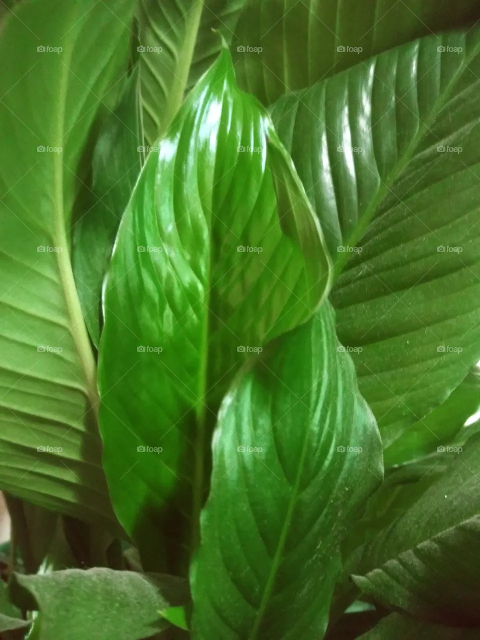 peace lily leaf