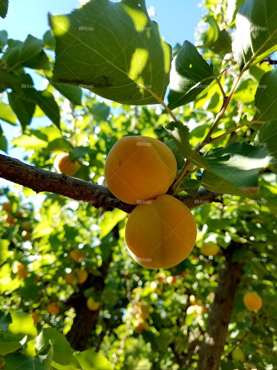 apricot