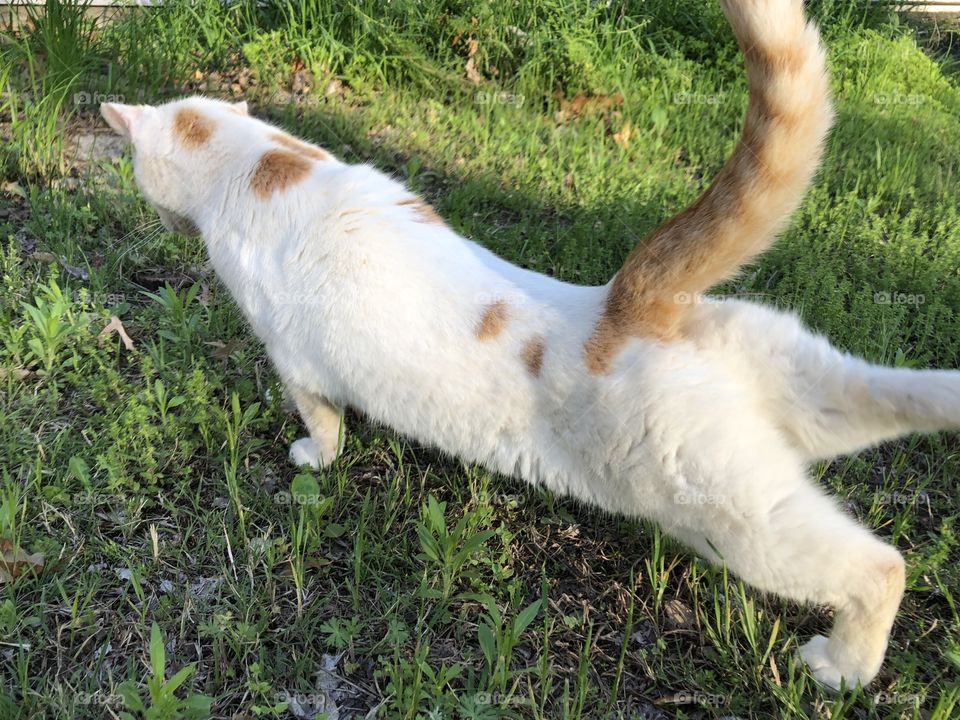 Stretching cat