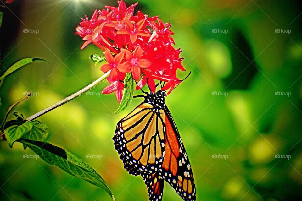 Monarch butterfly 