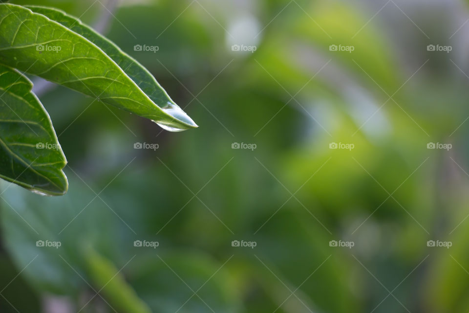 Wet green leaf