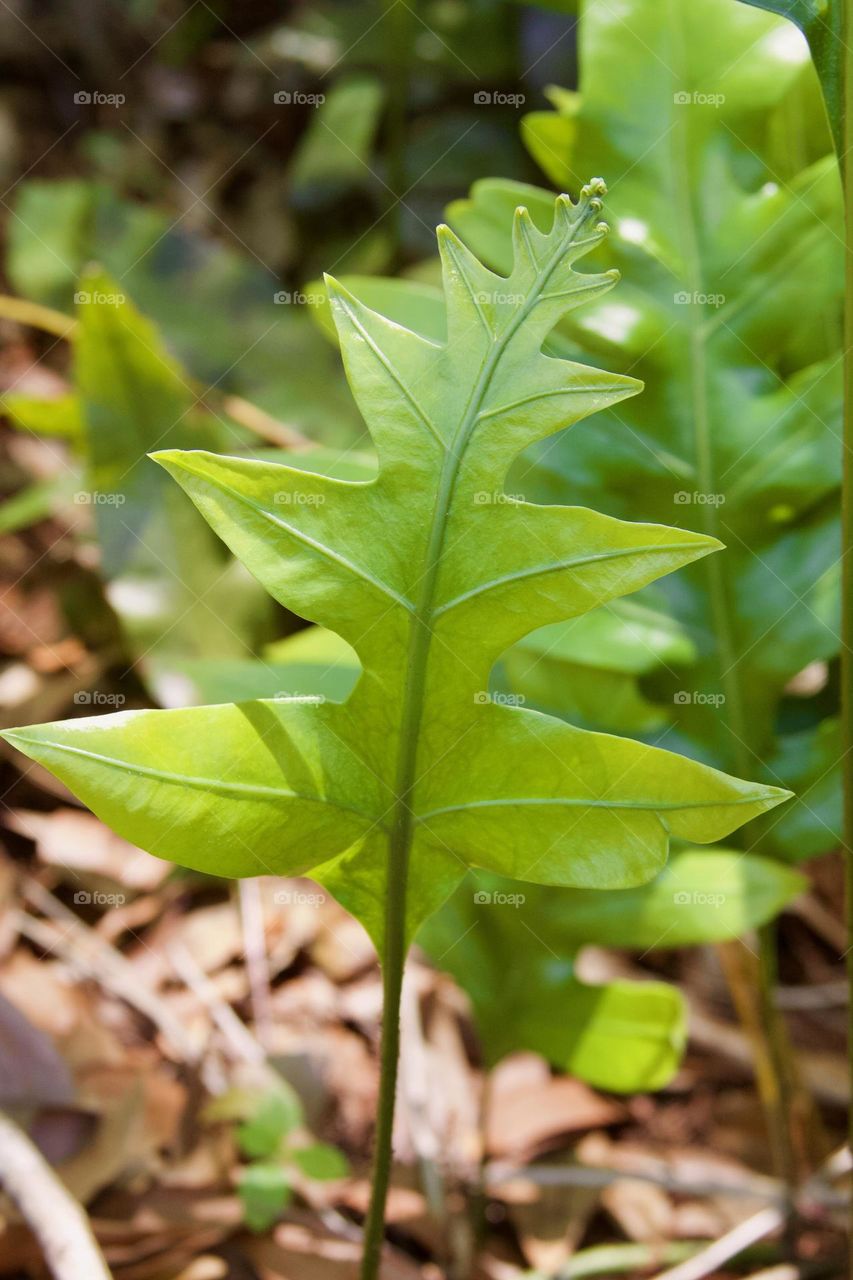 Backyard Greenery