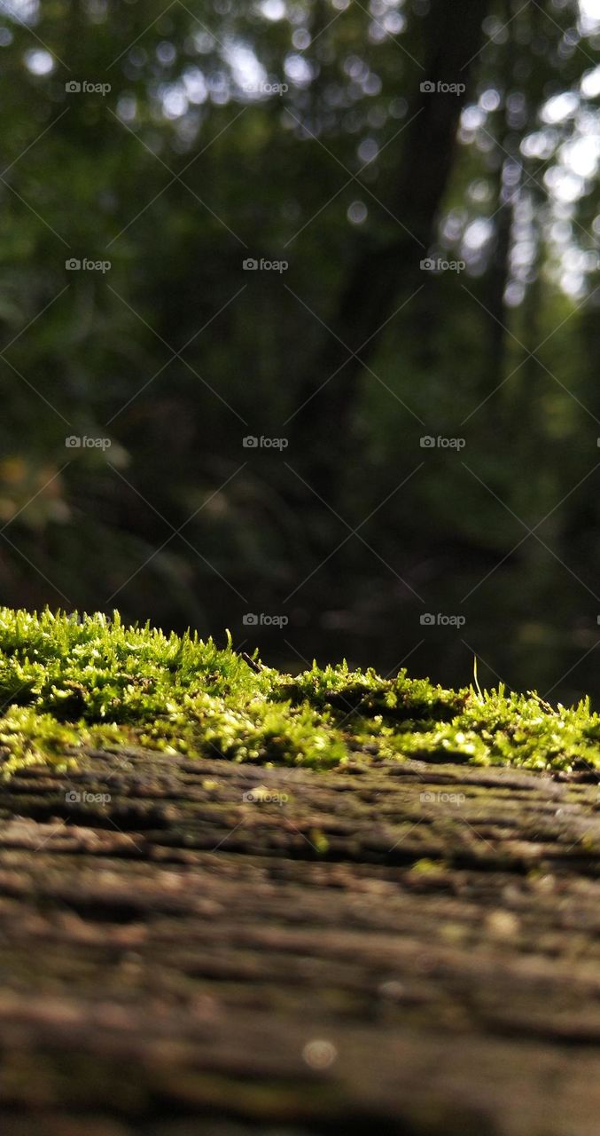 Sunlight on the moss