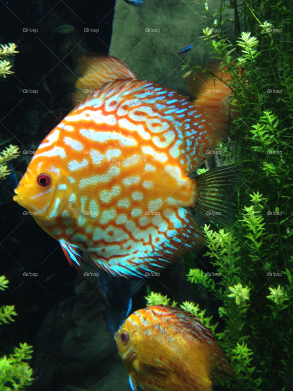 Symphysodon aequifasciatus . Discus fish