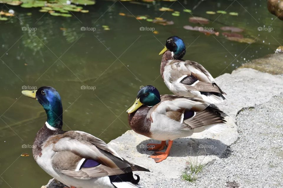 Stockenten Trio