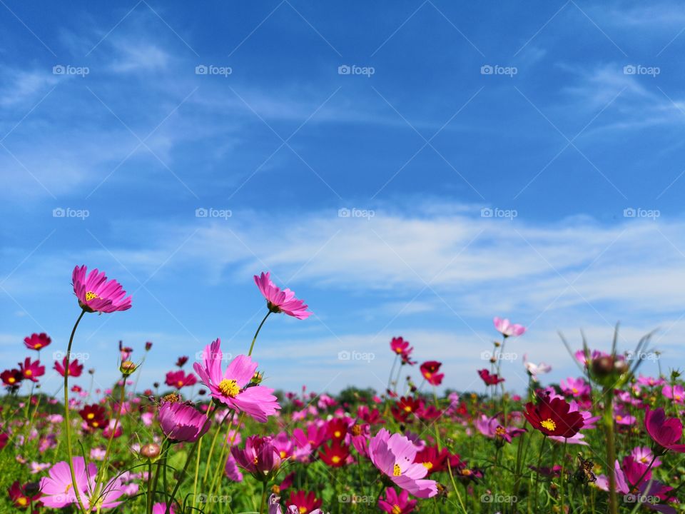 Landscape of many pink flower field