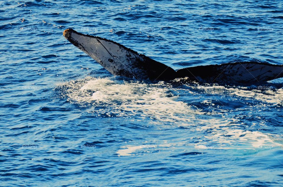 Maui whale 