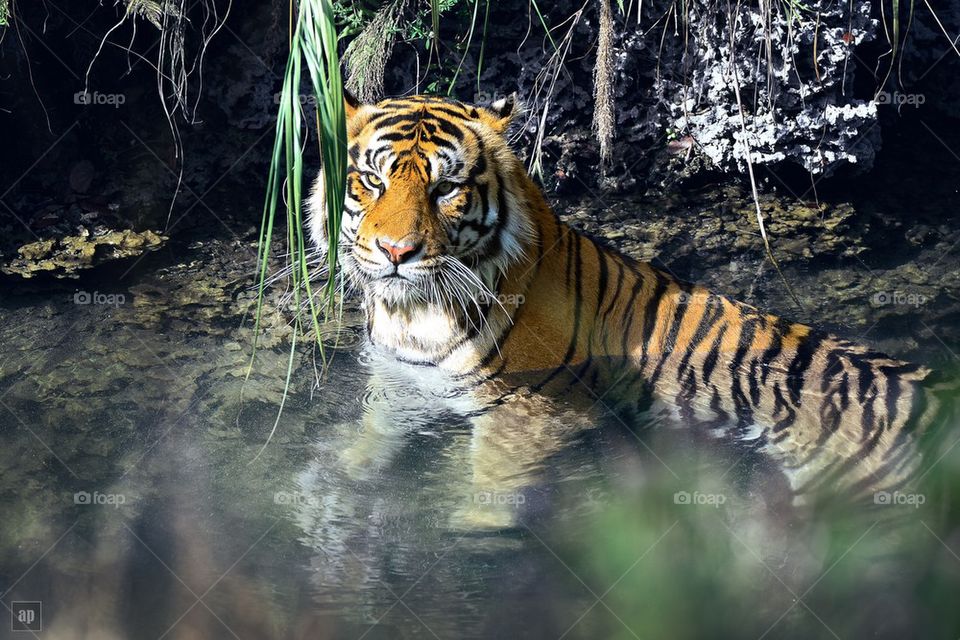 Bengal Tiger