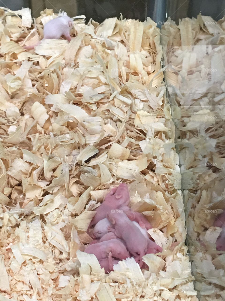 Baby mice!