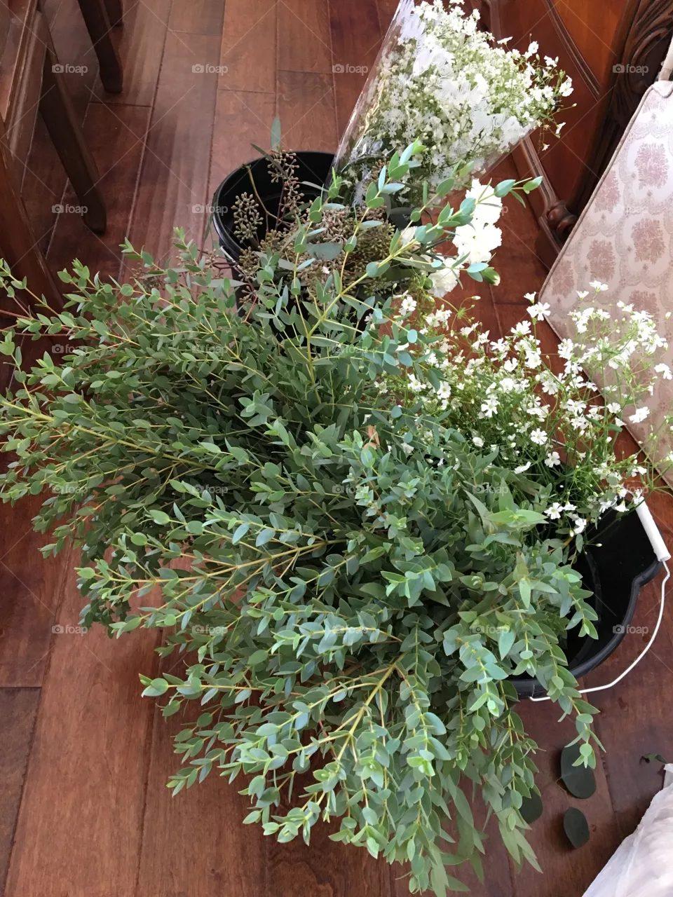 Plants