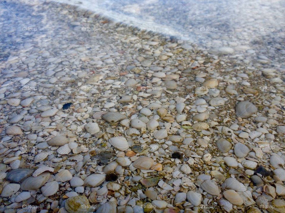 Ocean floor sea shells