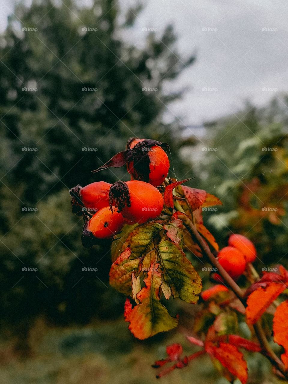 Bright red rose hips on the bush among colorful leaves close up. Autumn nature details. Emerald green trees background. Colorful eye-catching flora.