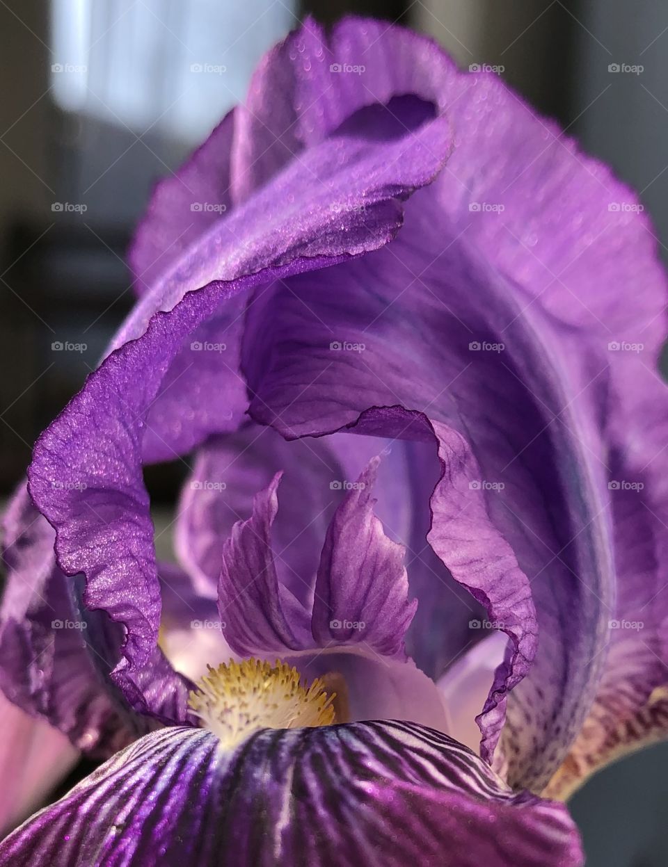 purple lily petal, closeup, macro, rhizomatous, liri