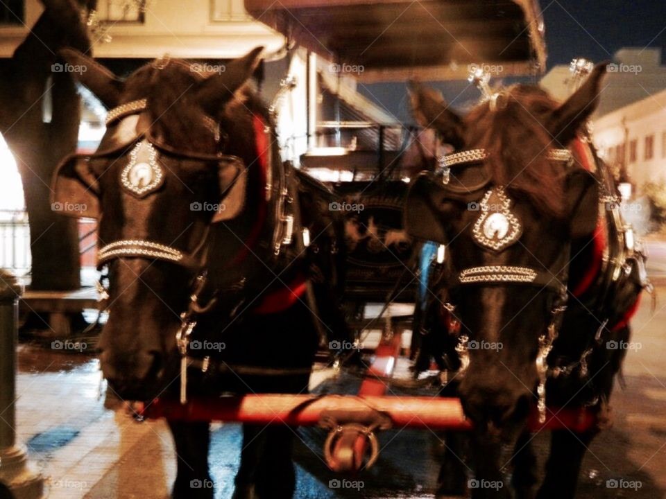 People, Cavalry, Group, Transportation System, Carnival