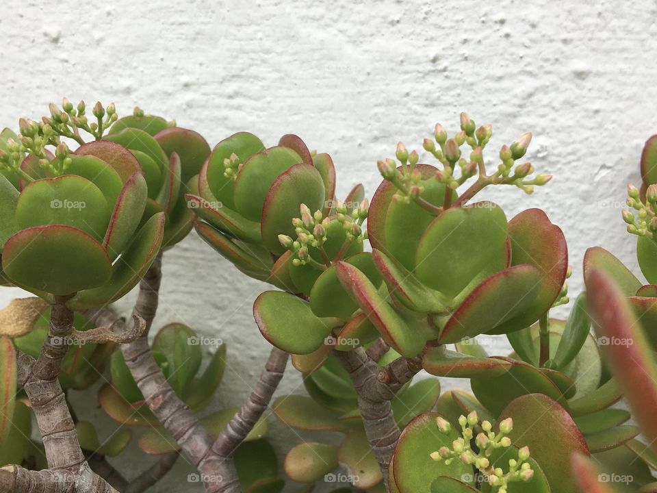 Tiny flowers of succulent 