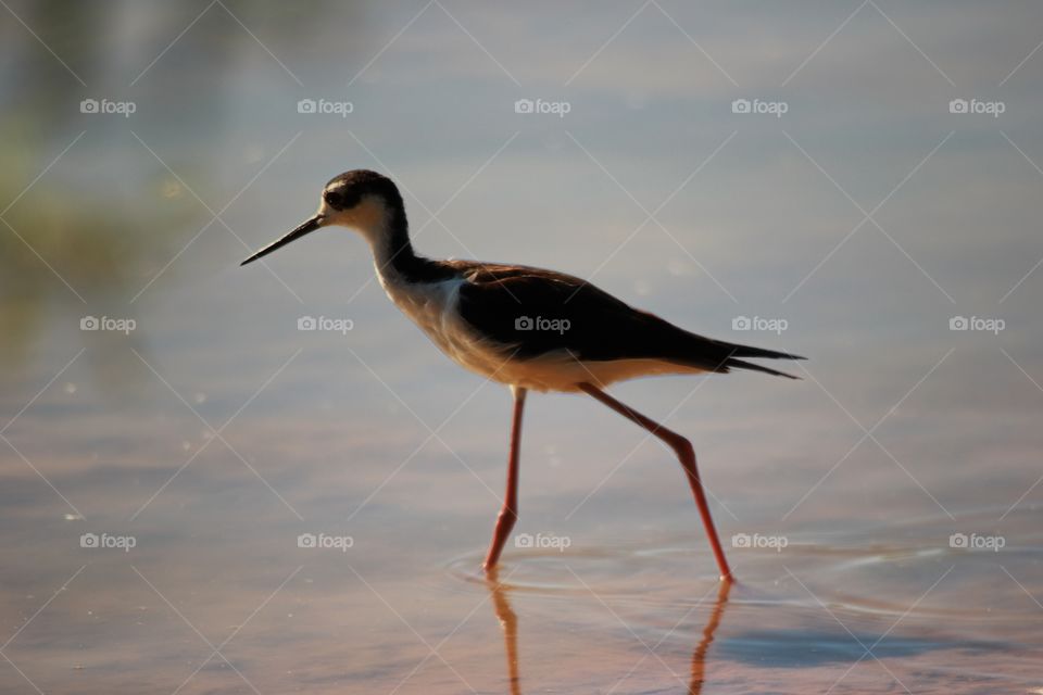 Black-Necked Stilt