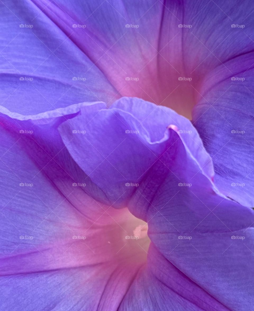 Morning Glory Close-up