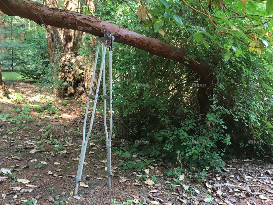 Tree limb supported by crutches