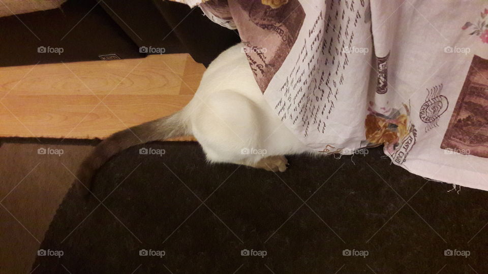 let's be a cat and get hide like a "strauss"