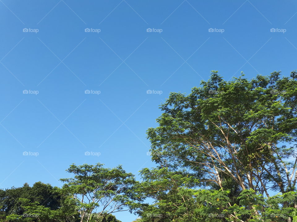 Pure blue sky with greenery in the morning in Sri Lanka