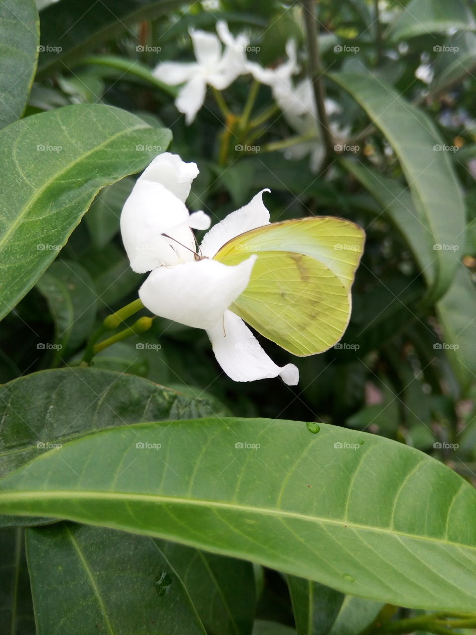yellow nectar Hunter