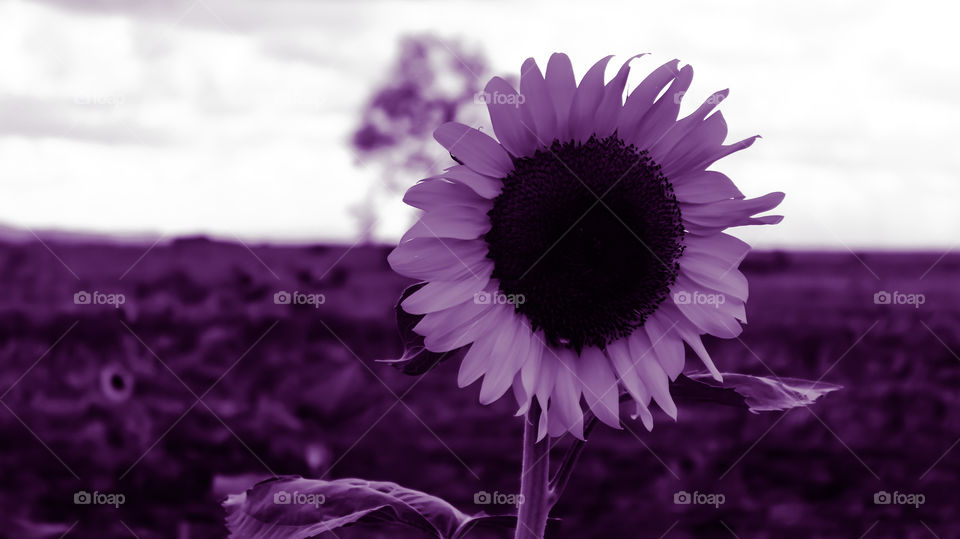 Purple flower... sunflower 🌻 