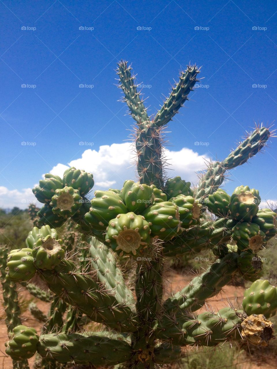 New Mexico Desert . Cactus in Southern NM desert 