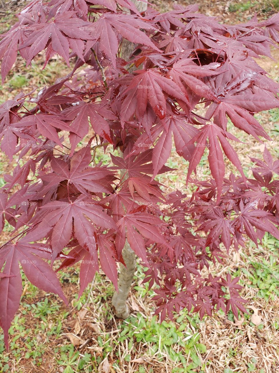 Red leaf maple
