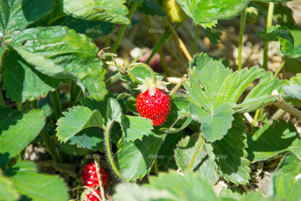 Strawberry in a field.