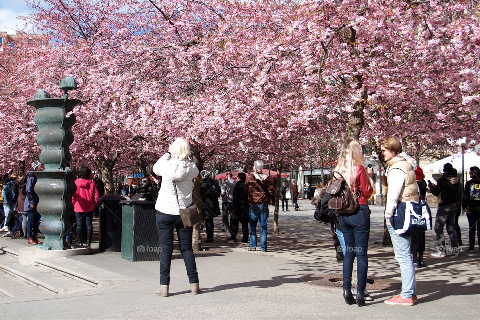 springtime in the Royal Garden, Stockholm, Sweden