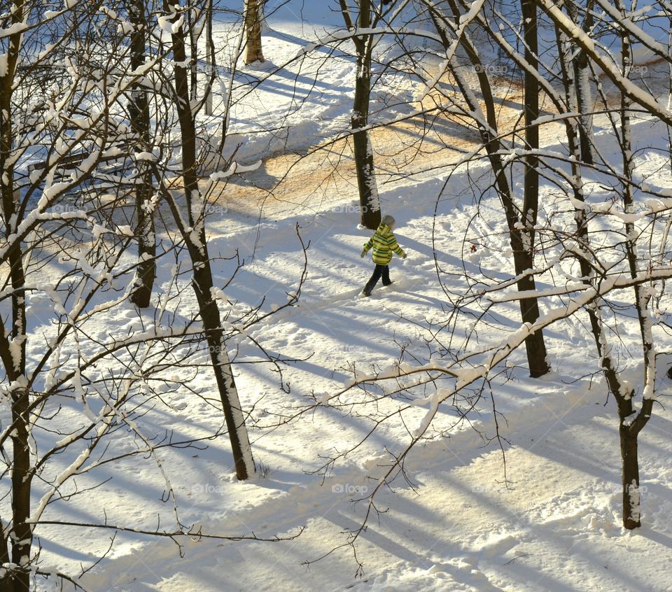 Winter, Snow, Tree, Wood, Cold