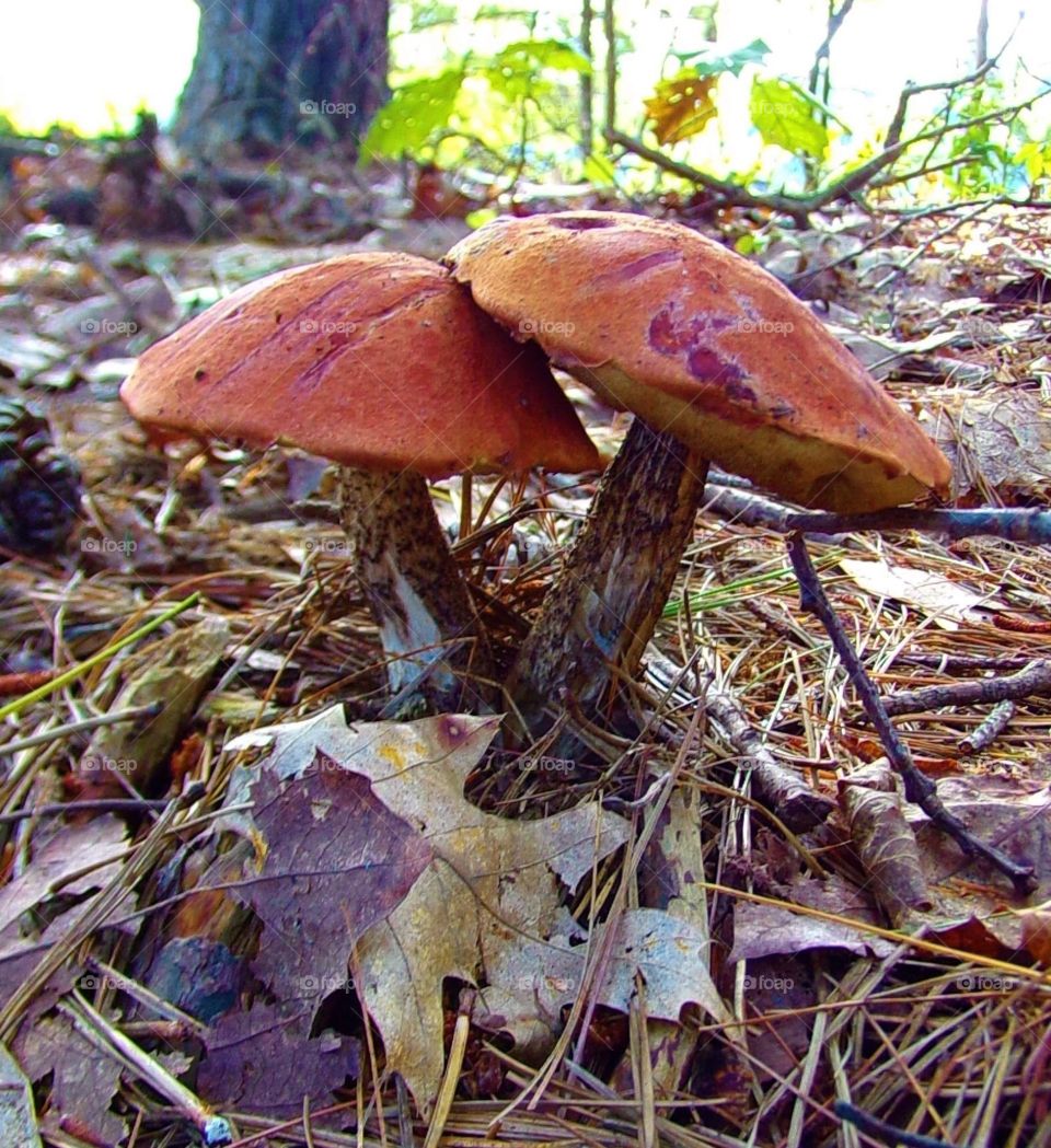 Mushrooms in nature 