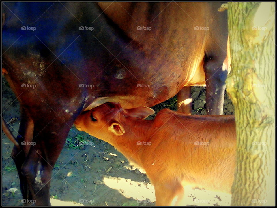 Calves feed