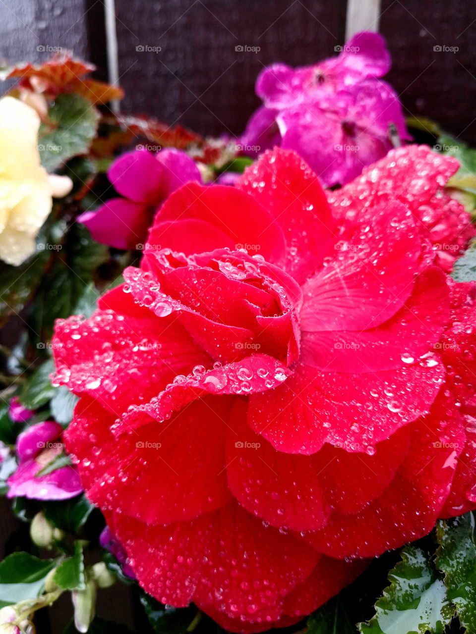 Red begonia after rain shower
