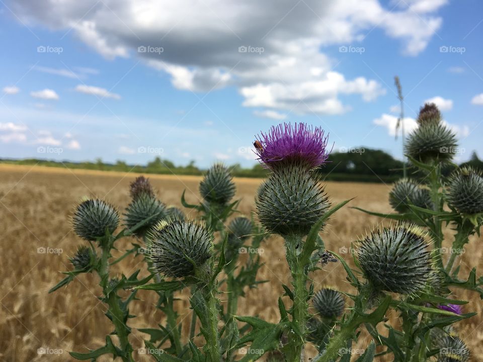 Wild Flora in the countryside ... large English thistles 