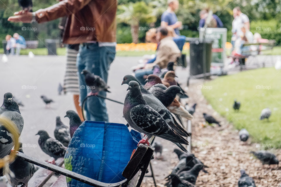 Park Pigeons