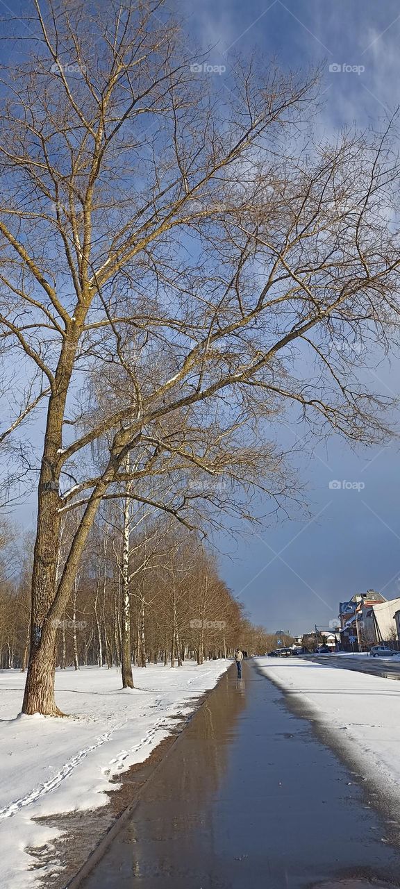 street road winter nature landscape