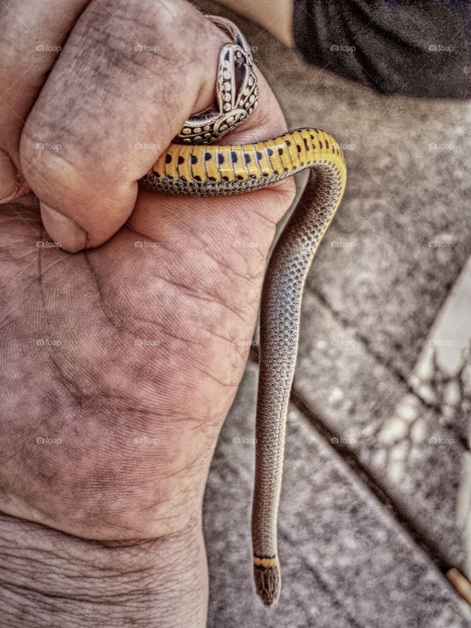 Snake ring man's finger