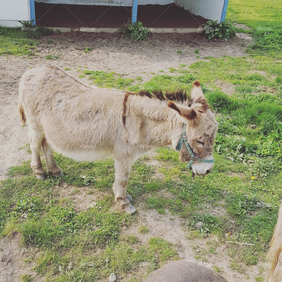 A donkey. That's what it is.