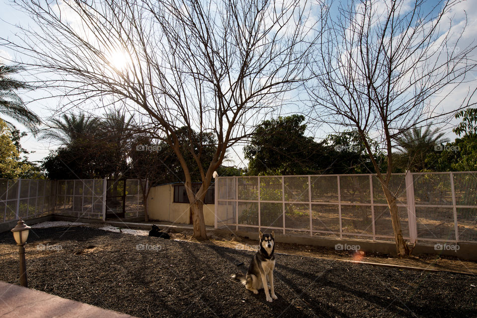 husky in the back yard