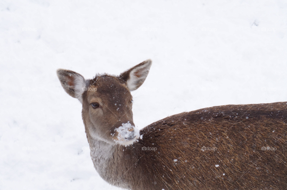 snow winter nature nose by lexlebeur