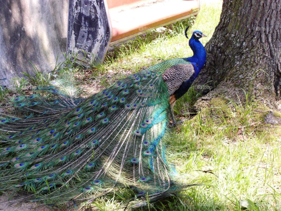 socastee south carolina bird peacock by refocusphoto