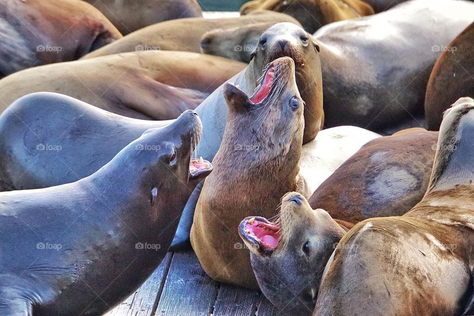 Seal barking 