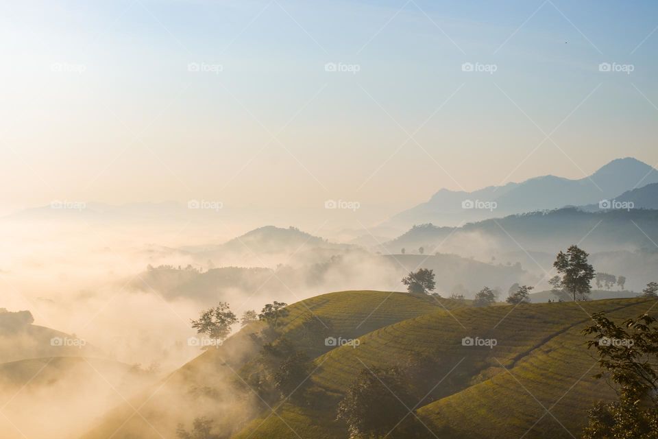 Early sunrise in the tea hills 